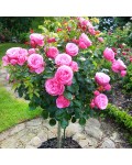 Роза английская на штамбе Аленушка (розовая) | English rose on the trunk Alenushka (pink) | Троянда англійська на штамбі Альонушка (рожева)